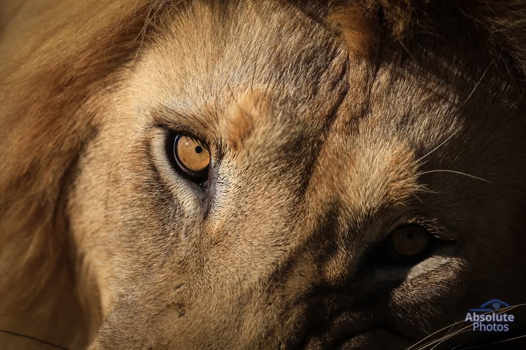 lion 2