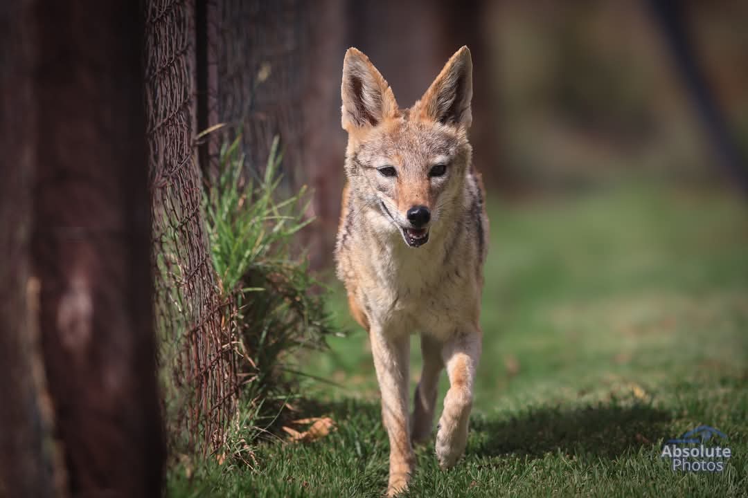 jackal