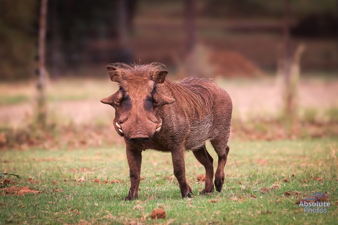warthog