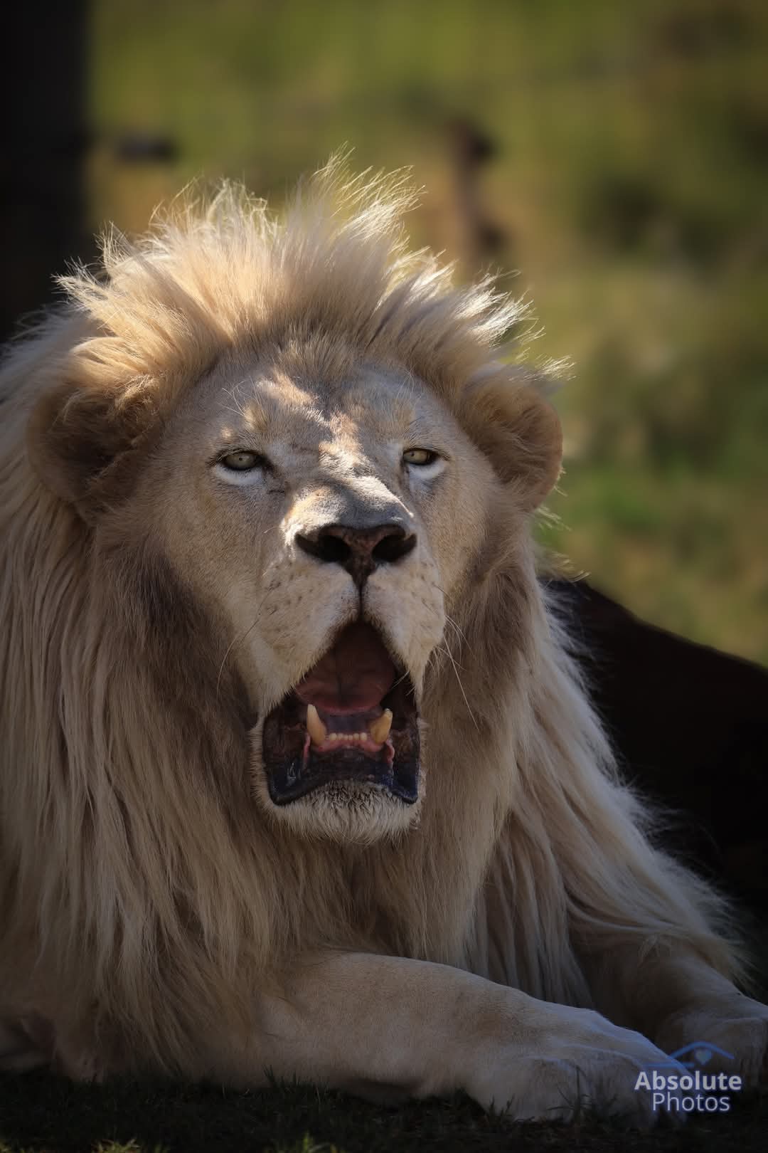 white lion