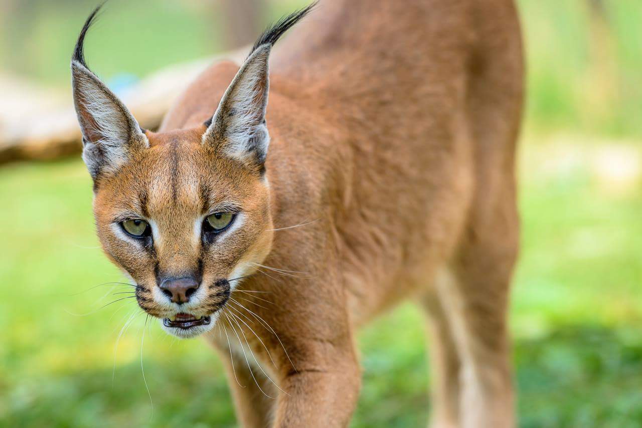 caracal